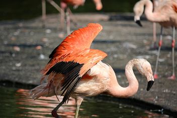 Flamingo in park - Free image #329933